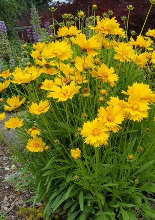 COREOPSIS Grandiflora